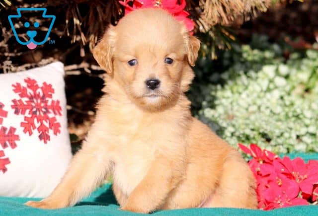 Marty Mini Goldendoodle 1-001
