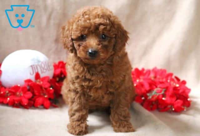 Nala Mini Poodle