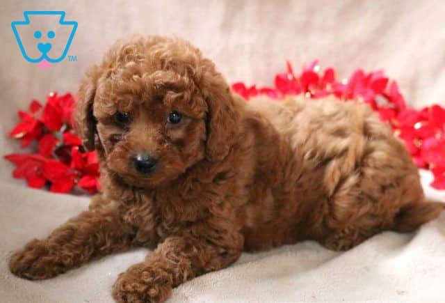 Nala Mini Poodle2
