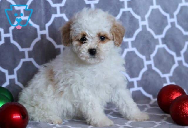 Nelly Mini Poodle 1-001