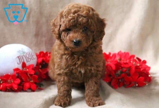 Nemo Mini Poodle