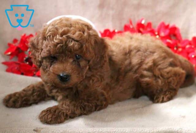 Nemo Mini Poodle2