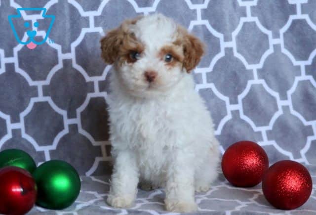 Newton Mini Poodle 1-001