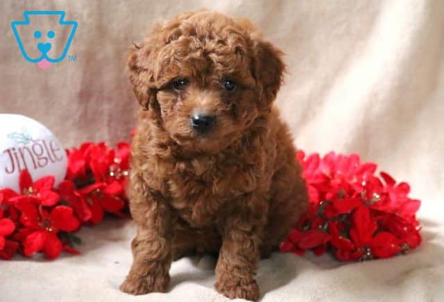Nicholes Mini Poodle