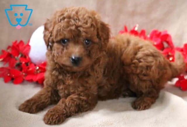 Nicholes Mini Poodle2