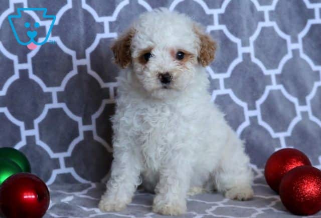 Night Mini Poodle 1-001