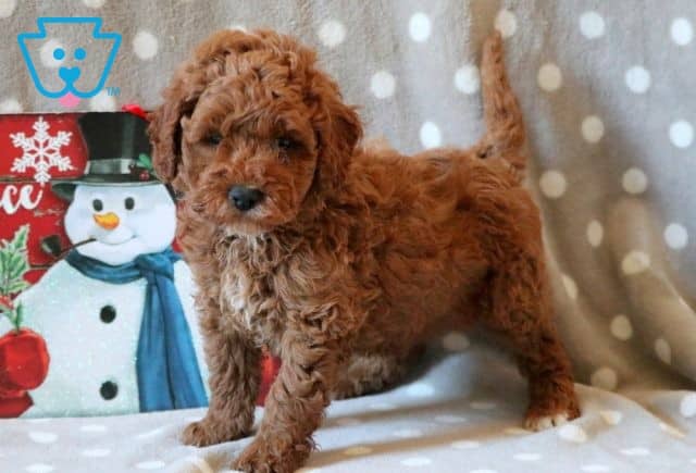 Nitro Cavapoo 1-001