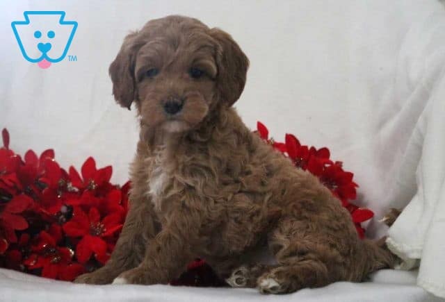 Nova Mini Goldendoodle
