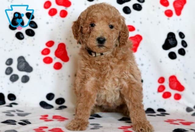 Orissa Mini Goldendoodle 1-001