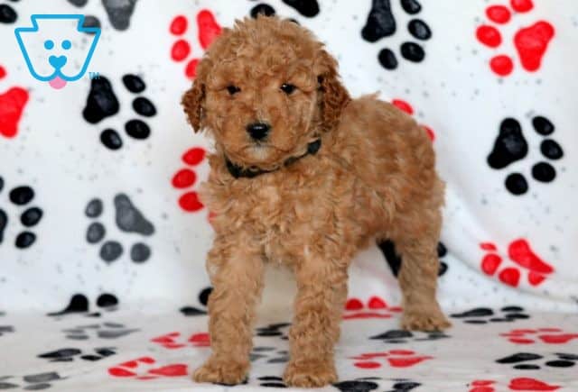 Ozzy Mini Goldendoodle 1-001