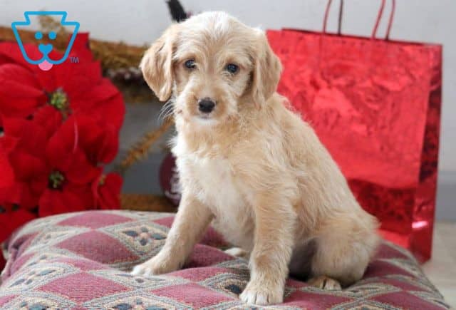 Paris Mini Labradoodle 1-001