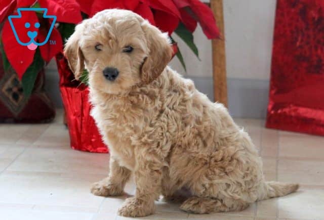 Parker Mini Labradoodle 1-001