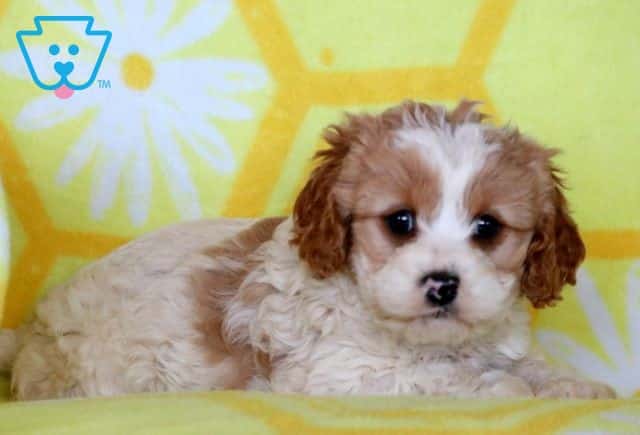 Paxton Cavapoo 1-001