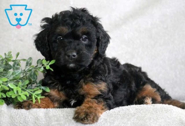 Pepsi Poodle Mix