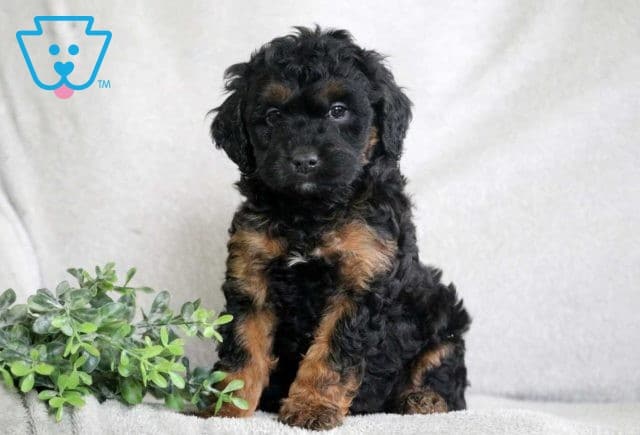 Pepsi Poodle Mix2