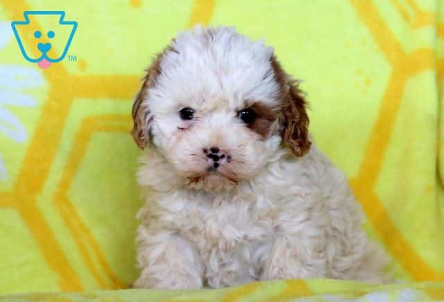 Piper Cavapoo 1-001