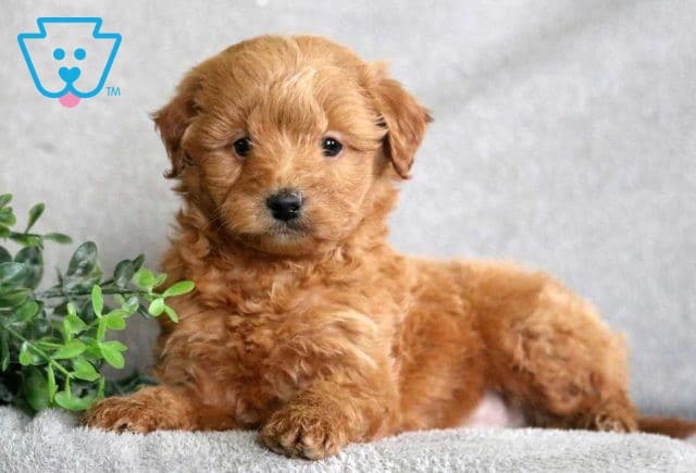 Poe Poodle Mix