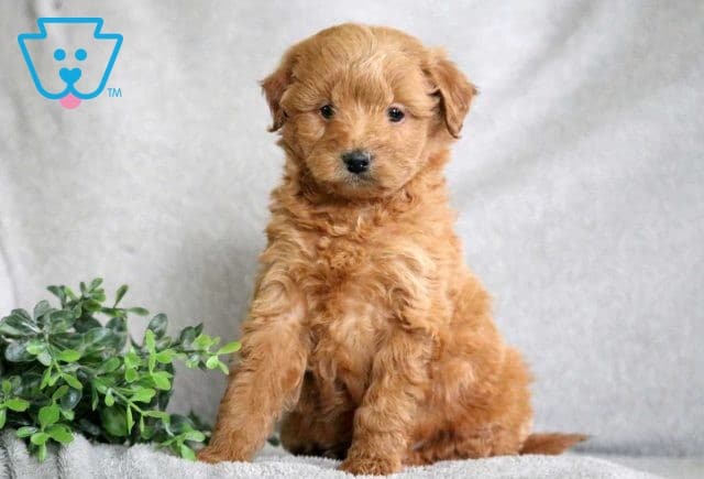 Poe Poodle Mix2