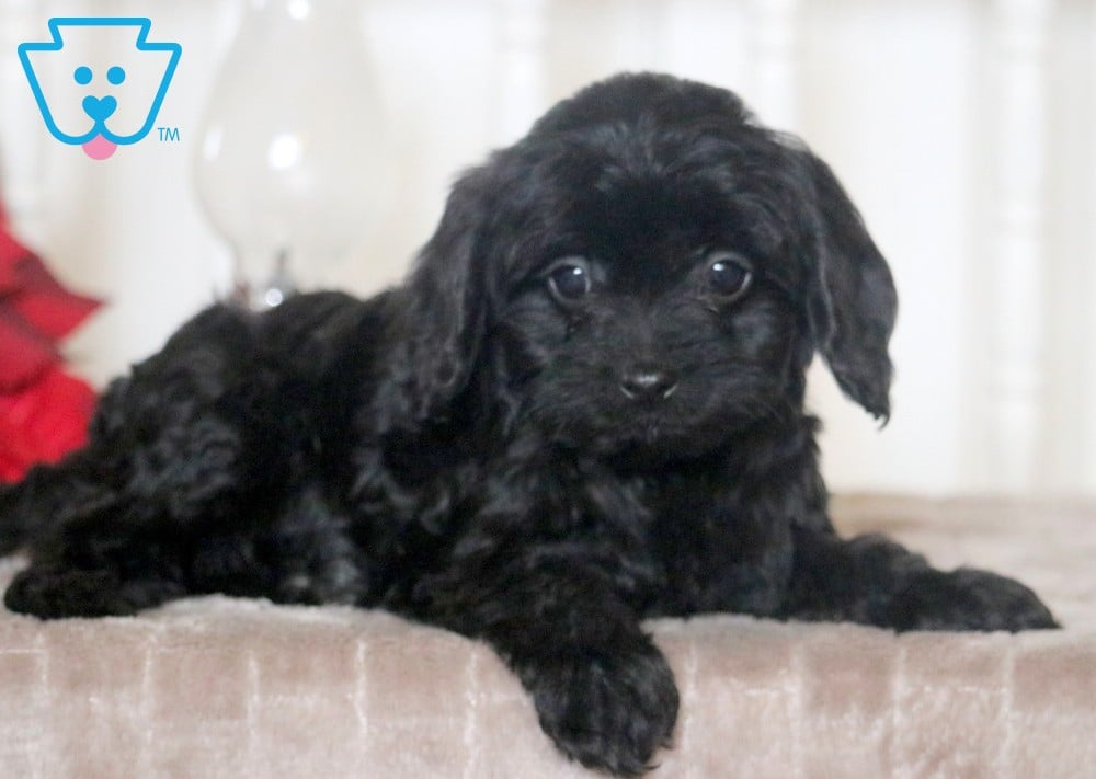 Quincy Cavapoo Puppy For Sale Keystone Puppies