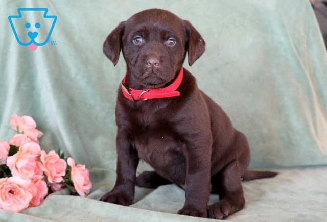 Reece Choc lab