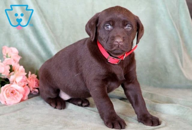 Reece Choc lab2