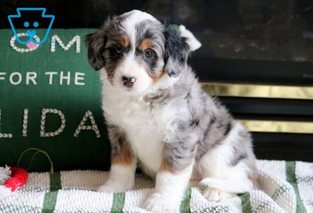 Sal Mini Aussiedoodle 1-001