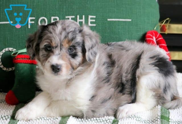 Sidney Mini Aussiedoodle 1-001