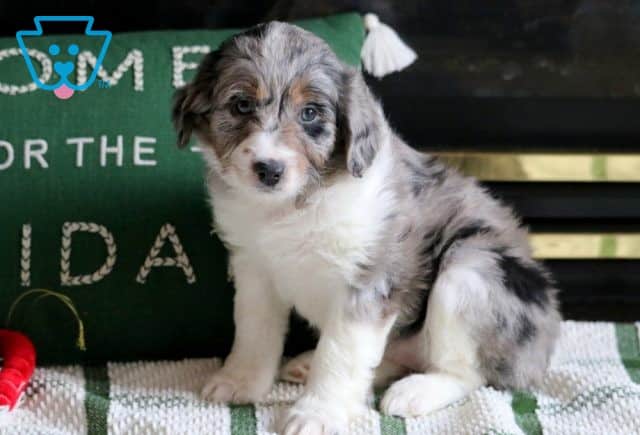 Sophie Mini Aussiedoodle 1-001