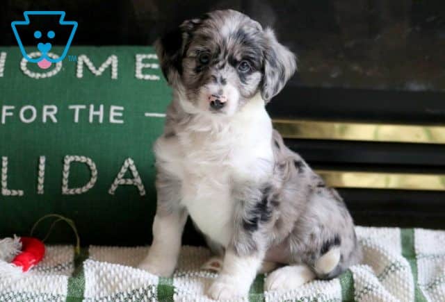Sparkle Mini Aussiedoodle 1-001