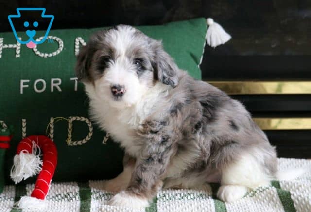 Star Mini Aussiedoodle 1-001
