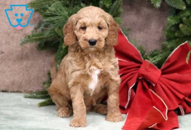 Timmy Mini Goldendoodle