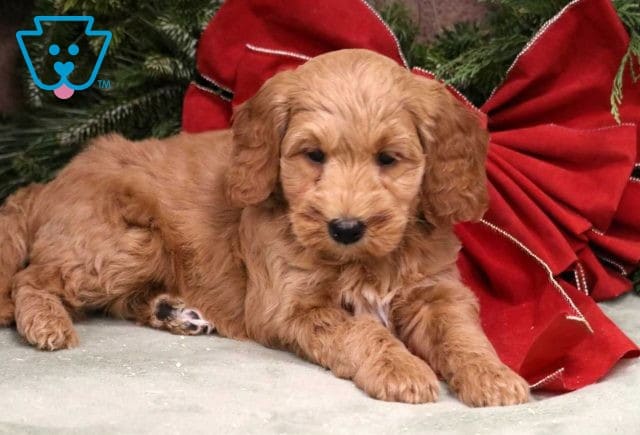 Timmy Mini Goldendoodle2