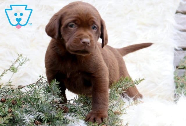 Addison Chocolate Lab 1-001