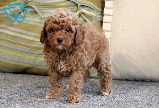 Alfie Cavapoo