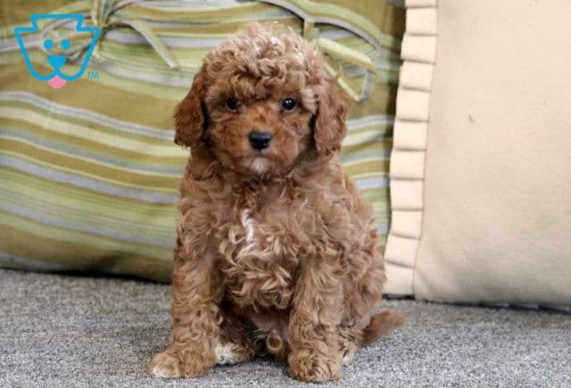 Alfie Cavapoo2