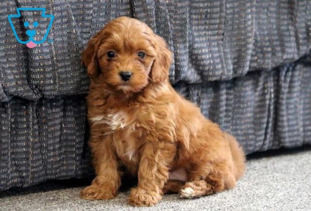 Andy Cavapoo