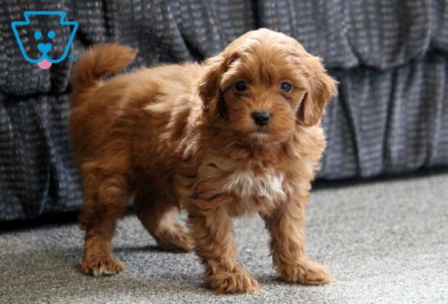 Andy Cavapoo2