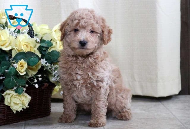 Andy Mini Goldendoodle