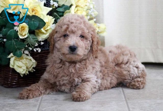Andy Mini Goldendoodle2