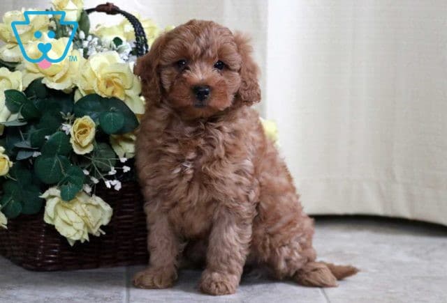 Angel Mini Goldendoodle