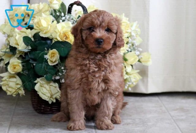 Angel Mini Goldendoodle2