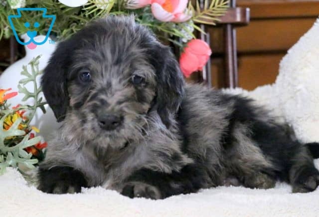 Arnie Mini Labradoodle 1-001