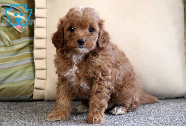 Ashley Cavapoo