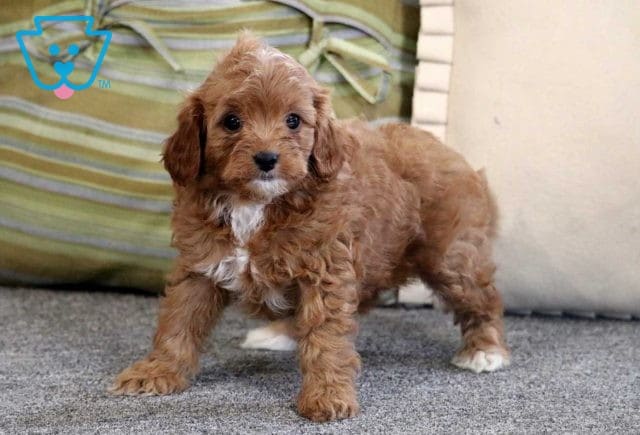 Ashley Cavapoo2