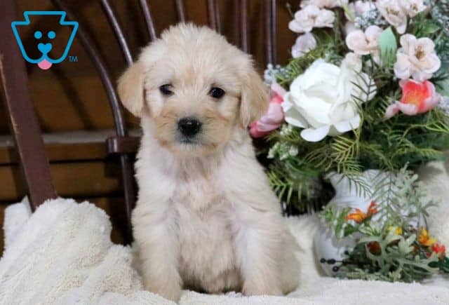 Astro Mini Labradoodle 1-001