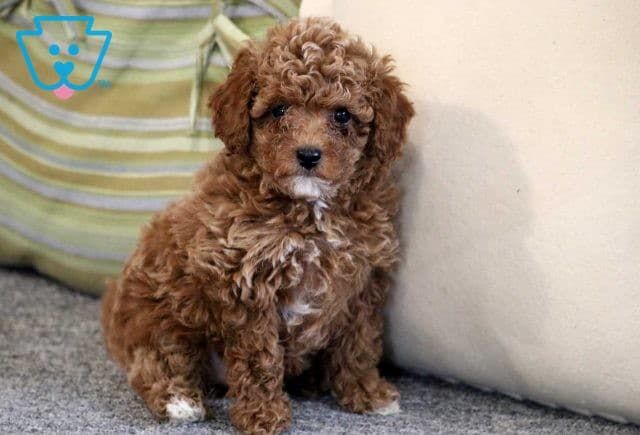 Atti Cavapoo