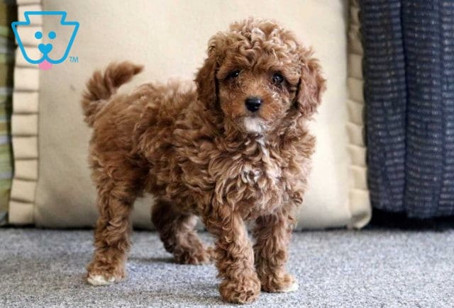 Atti Cavapoo2