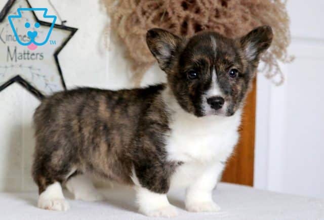 Bones Welsh Corgi 1-001