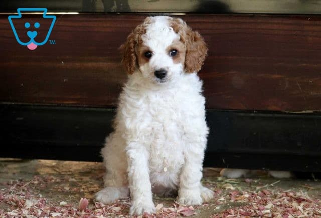 Breezie Mini Goldendoodle