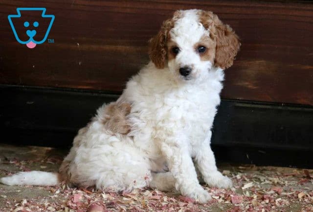 Breezie Mini Goldendoodle2